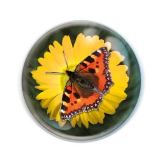 Obrázek z Magnet kulatý 5cm - motýl (12) 